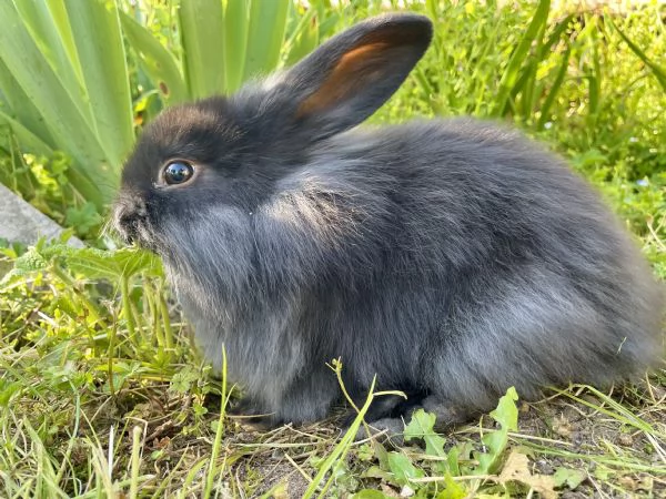 Conigli nani | Foto 3