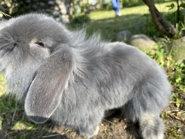 Conigli nani | Foto 2