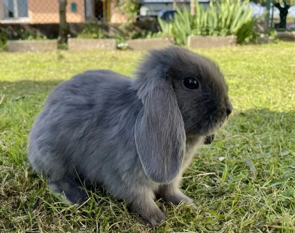 Conigli nani | Foto 1