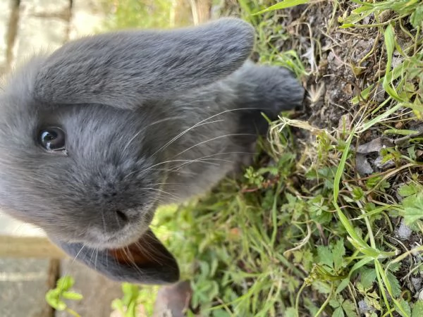 Conigli nani | Foto 0