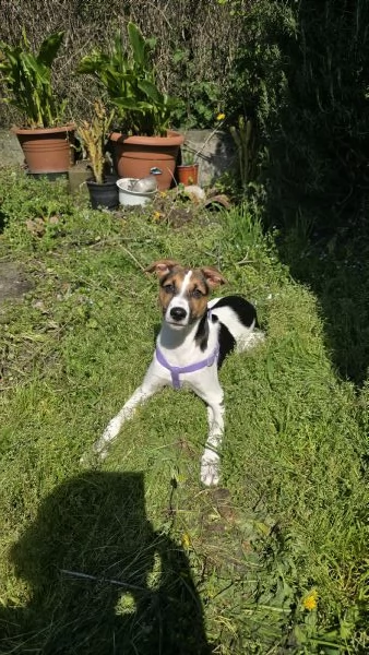Jack Russel 5 mesi