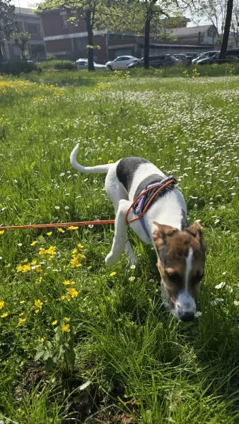 Jack Russel 5 mesi | Foto 1
