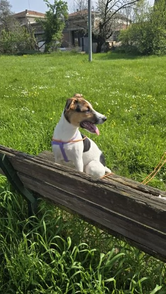 Jack Russel 5 mesi | Foto 0