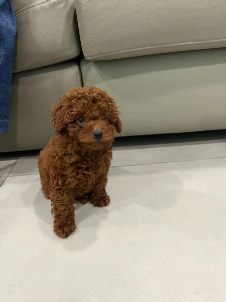 Barboncino mini toy red