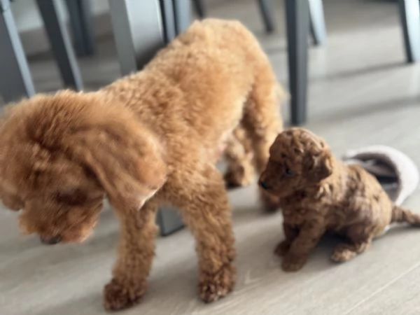 Cucciolo di barboncino Toy Red | Foto 5