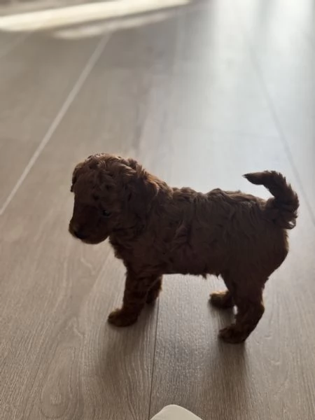 Cucciolo di barboncino Toy Red | Foto 4