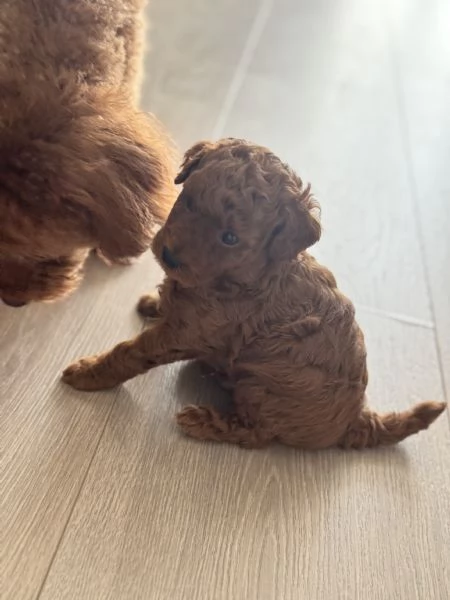 Cucciolo di barboncino Toy Red | Foto 3