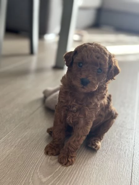 Cucciolo di barboncino Toy Red | Foto 2