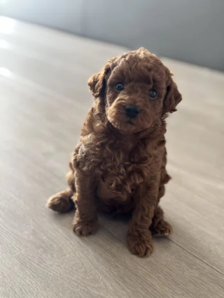 Cucciolo di barboncino Toy Red | Foto 1