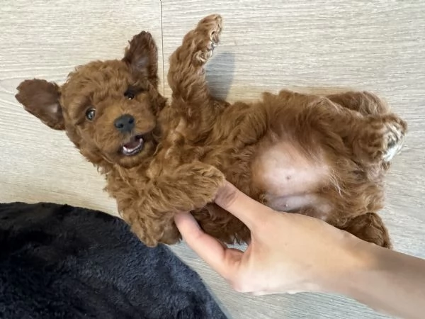 Cucciolo di barboncino Toy Red | Foto 0