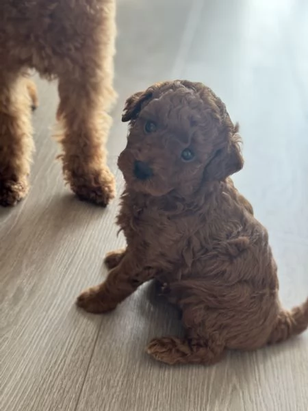 Cucciolo di barboncino Toy Red