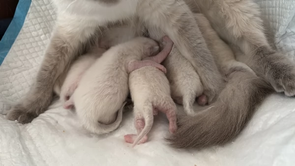 Cuccioli di gatti Ragdoll 