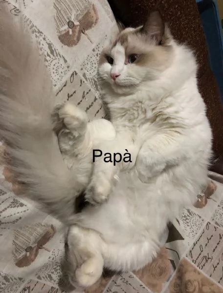 Cuccioli di gatti Ragdoll  | Foto 1