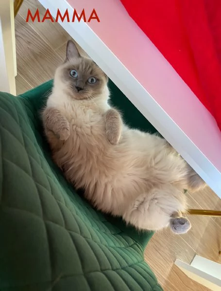 Cuccioli di gatti Ragdoll  | Foto 0