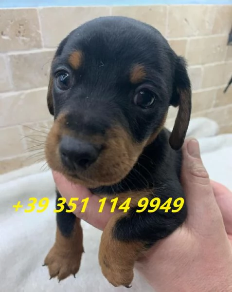 Regala cuccioli di bassotto maschio e femmina | Foto 2