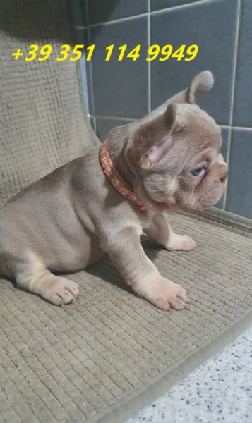 Regala cuccioli di bulldog francese maschio e femmina | Foto 1