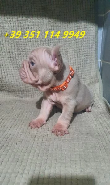 Regala cuccioli di bulldog francese maschio e femmina | Foto 0