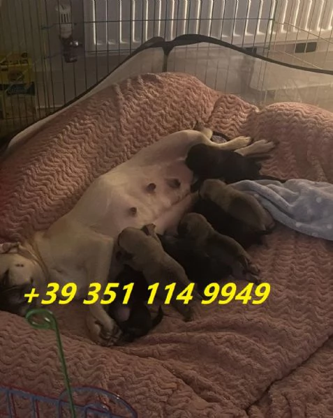 Regalo cuccioli di Carlino maschi e femmine | Foto 2