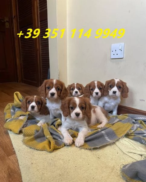 Regalo cuccioli di Cavalier King maschi e femmine