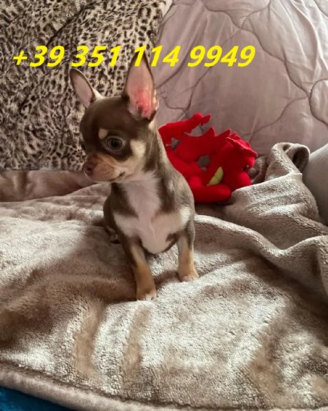 Regalo cuccioli di Chihuahua maschi e femmine | Foto 2