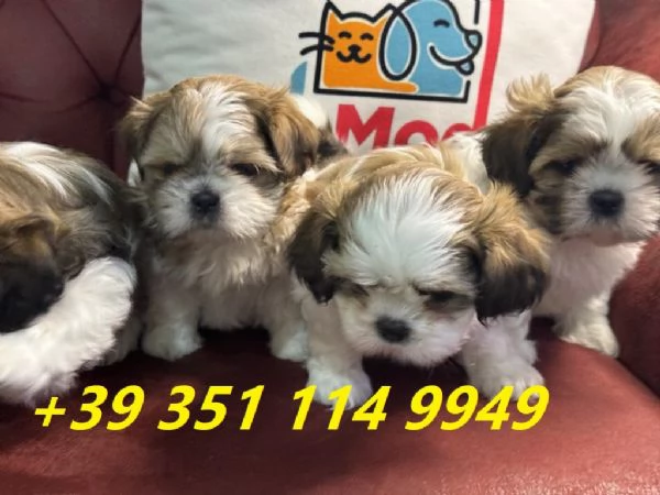 Regaliamo cuccioli di Shitzu maschi e femmine. | Foto 2