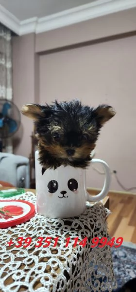 regalo Cuccioli di Yorkshire maschi e femmine in  | Foto 1