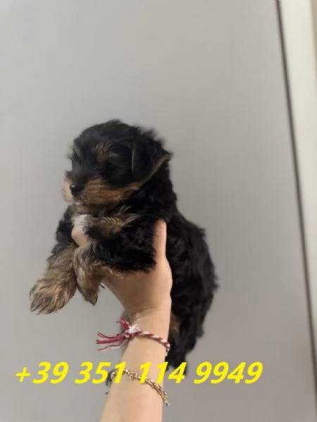 regalo Cuccioli di Yorkshire maschi e femmine in 