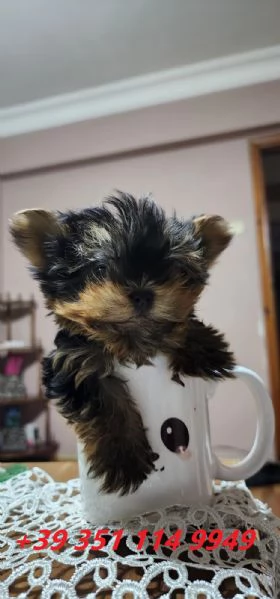regalo Cuccioli di Yorkshire maschi e femmine in  | Foto 0
