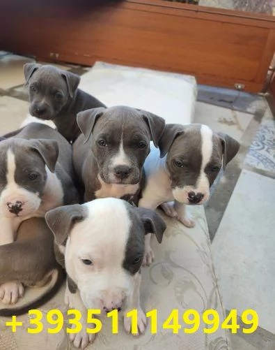 Cuccioli di Pitbull maschi e femmine in regalo | Foto 2