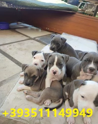 Cuccioli di Pitbull maschi e femmine in regalo | Foto 1