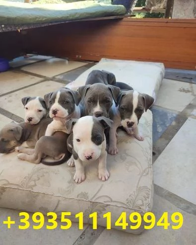 Cuccioli di Pitbull maschi e femmine in regalo | Foto 0