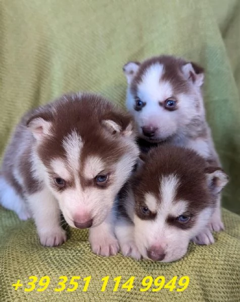regalo Cuccioli di Husky maschi e femmine in  | Foto 0