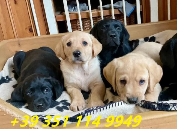 Regalo cuccioli di Labrador maschi e femmine