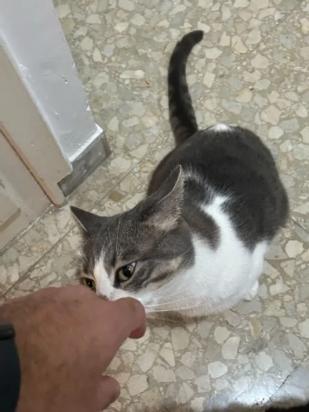 Regalo gatto europeo maschio 