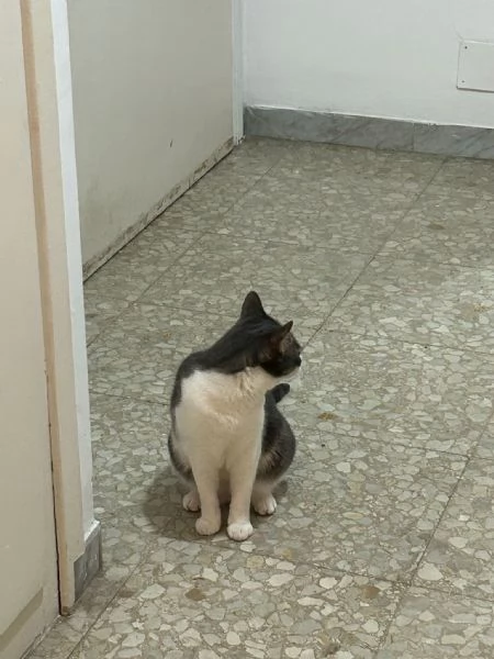 Regalo gatto europeo maschio  | Foto 3