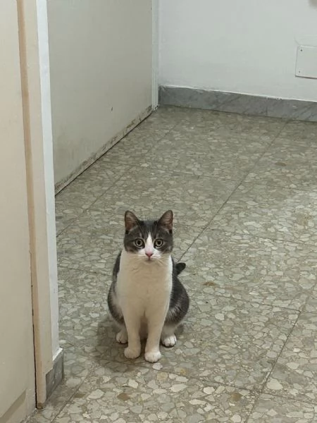 Regalo gatto europeo maschio  | Foto 2