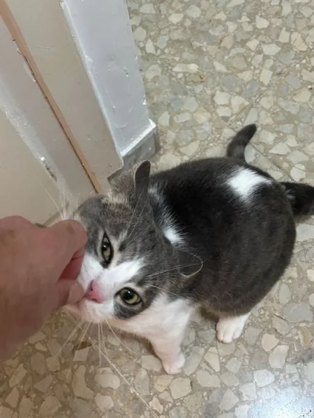 Regalo gatto europeo maschio  | Foto 1