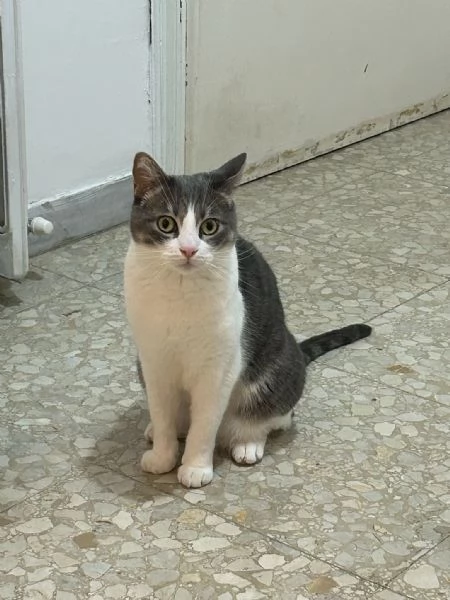 Regalo gatto europeo maschio  | Foto 0