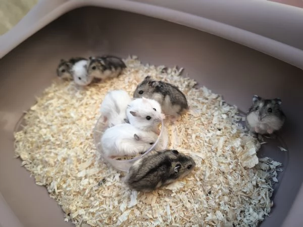 Criceti nani russi  | Foto 4