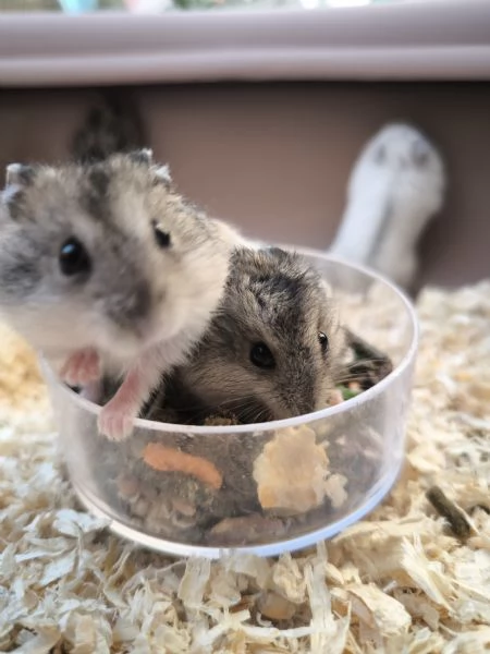 Criceti nani russi  | Foto 3