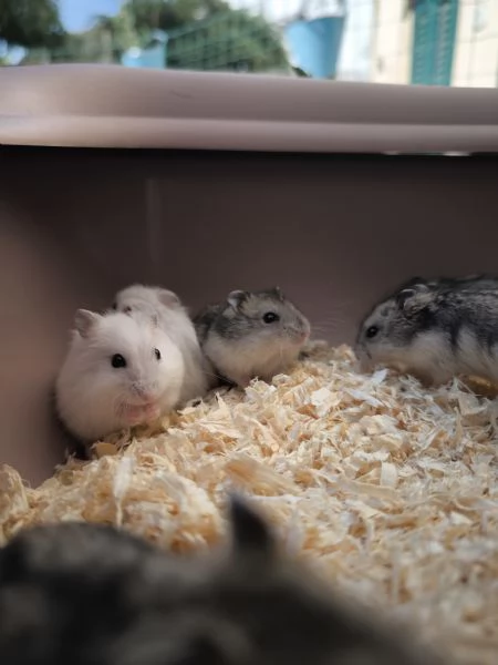 Criceti nani russi  | Foto 2