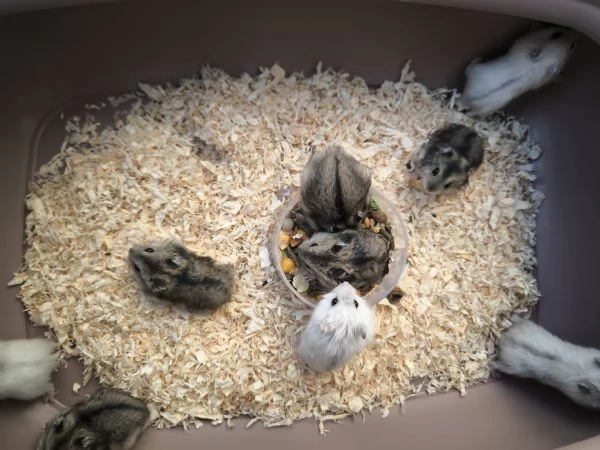 Criceti nani russi  | Foto 1