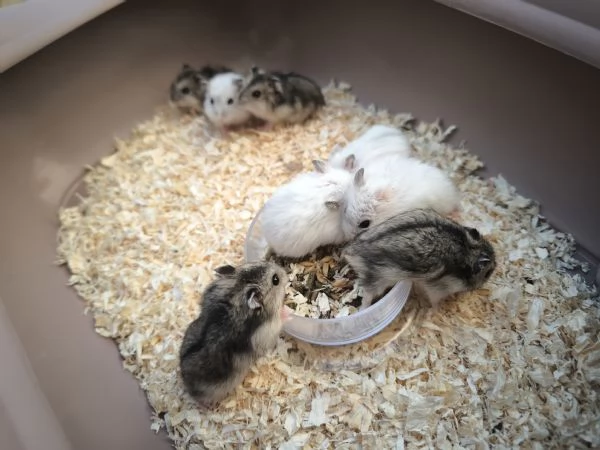 Criceti nani russi  | Foto 0