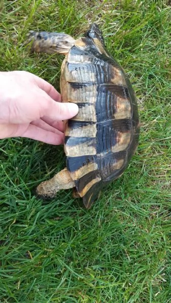 Vendo maschio tesdudo Marginata anno 2012 Cites europeo