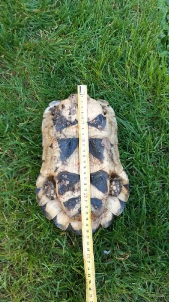 Vendo maschio tesdudo Marginata anno 2012 Cites europeo | Foto 3