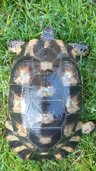 Vendo maschio tesdudo Marginata anno 2012 Cites europeo | Foto 2