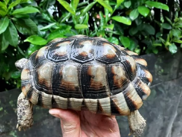 Vendo maschio tesdudo Marginata anno 2012 Cites europeo | Foto 1