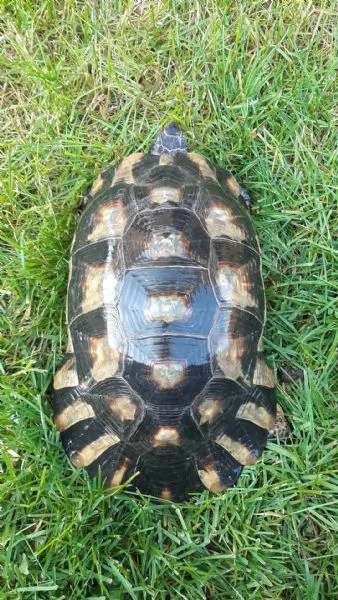 Vendo maschio tesdudo Marginata anno 2012 Cites europeo | Foto 0