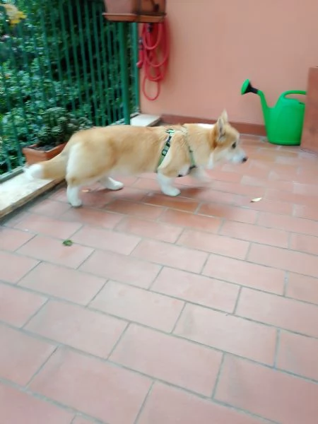 Vendesi Corgi 5 mesi 