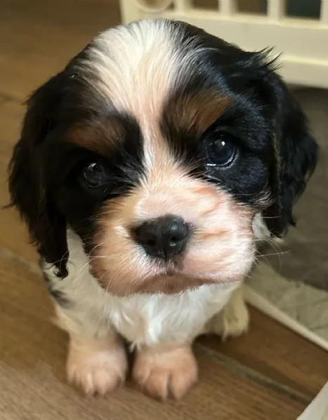 cavalier king charles spaniel con pedigree ENCI | Foto 6